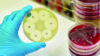 Testing antimicrobial resistance in petri dish