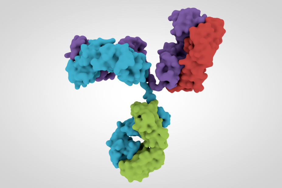 3D model of antibody