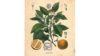Botanical illustration of Citrus vulgaris 1880