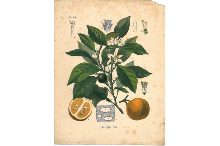 Botanical illustration of Citrus vulgaris 1880