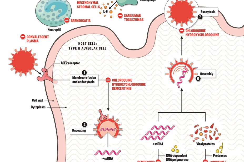 Virus lifecycle and potential therapies