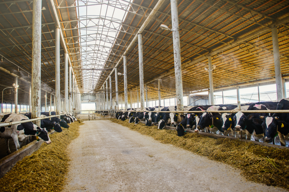 Dairy farm cowshed with cows eating hay