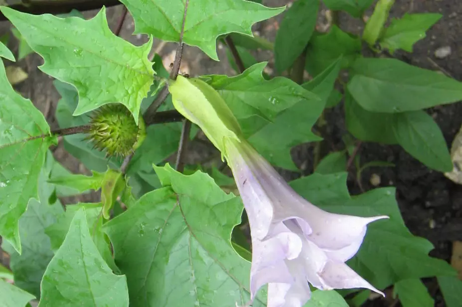 Datura stramonium (Zombie Cucumber) Botanical garden, Tabor, Czech Republic (July 7, 2005)