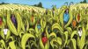 Field-crop-Illustration