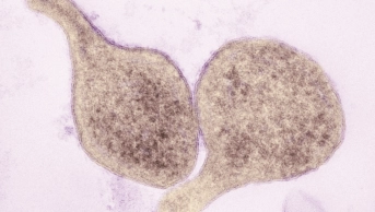 Mycoplasma genitalium bacteria