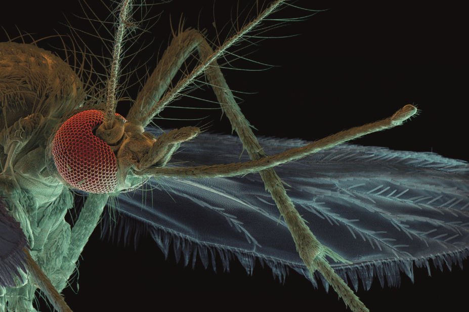 SEM of Aedes aegypti mosquito, which carries the Zika virus