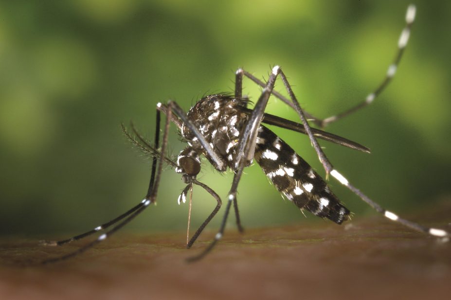 Dengue fever and chikungunya are insect-borne viral diseases. They are both viral infections spread by the Aedes mosquito (pictured). Chikungunya is caused by Togaviridae alphavirus and dengue is caused by Flavirideae flavivirus