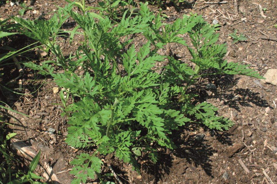 Study suggests that ragweed pollen loads in Europe are likely to increase fourfold by 2050. Common ragweed (Ambrosia artemisiifolia), pictured, is a pollen-producing plant that causes severe allergic disease