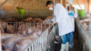 animal pig antibiotics ss 17