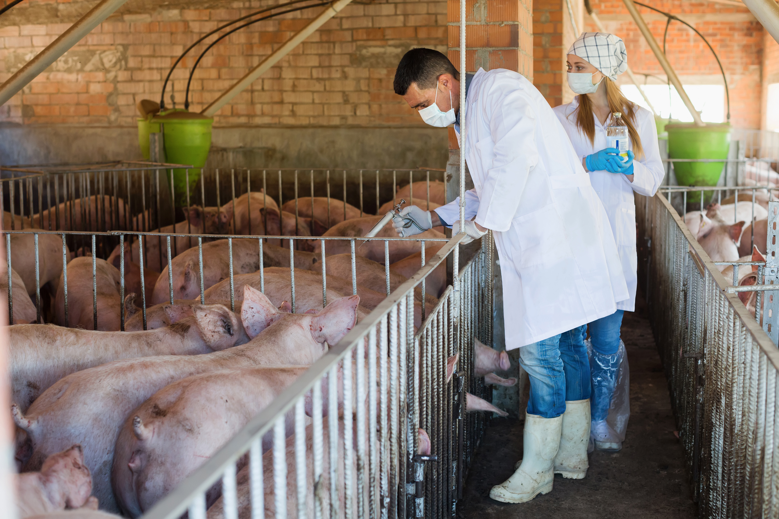 WHO calls on food industry to stop routinely using antibiotics in healthy  animals - The Pharmaceutical Journal
