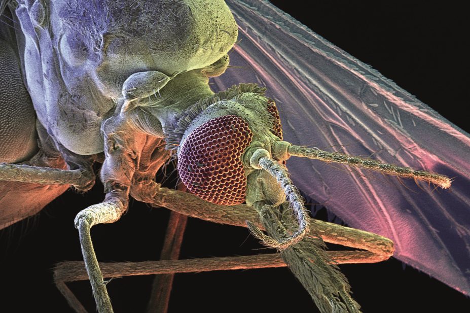 The anopheles mosquito is the vector for plasmodium that causes malaria. Scientists are looking for ways to block the transmission of the parasite to mosquitoes
