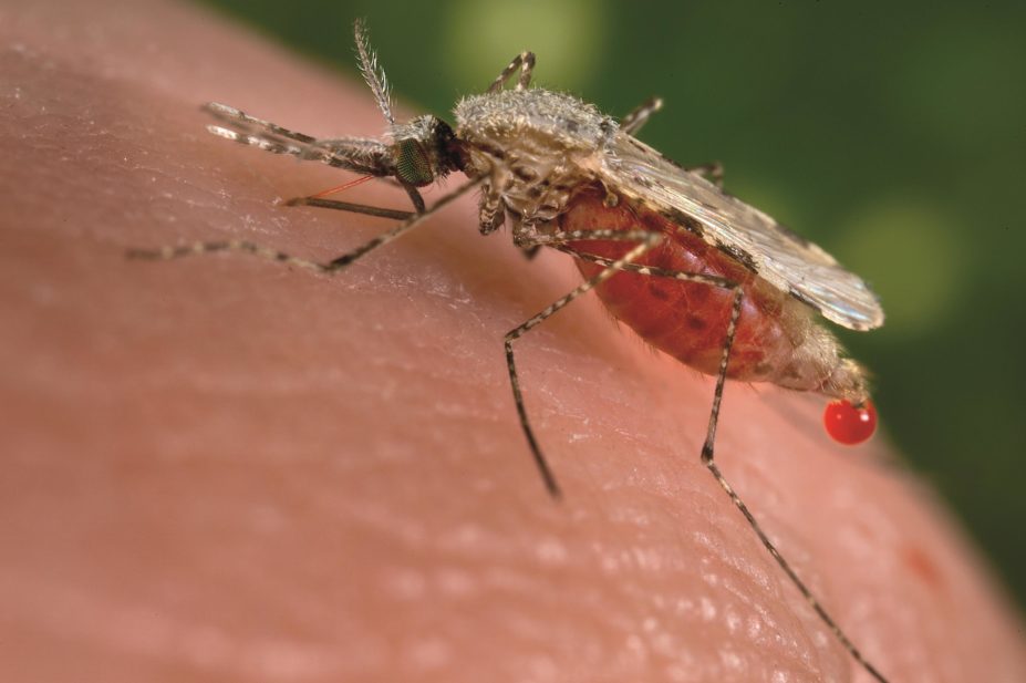 Malaria that is resistant to both drugs contained in the combination dihydroartemisinin–piperaquine has been identified in Cambodia for the first time. In the image, anopheles stephensi mosquito, a vector for malaria