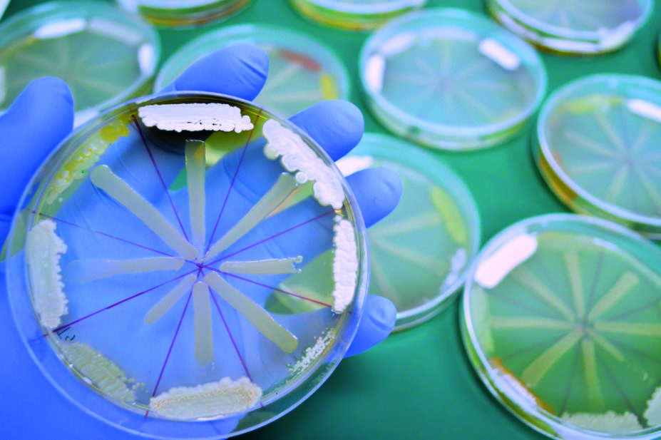 Streak test on petri dish to test for antimicrobial resistance
