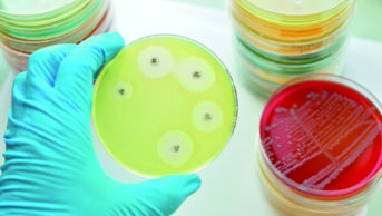 Antimicrobial testing in a petri dish