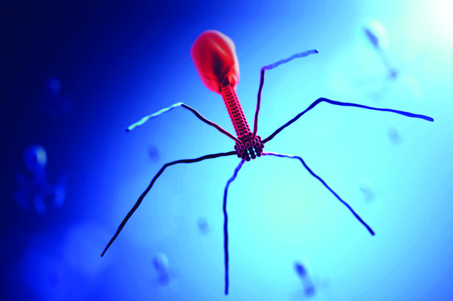 bacteriophage illustration