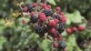 Consumption of flavonoids, which can be found in berries, linked to reduction of ovarian cancer risk, study finds