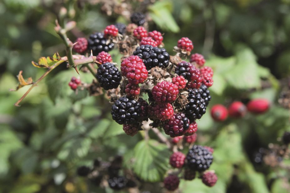 Consumption of flavonoids, which can be found in berries, linked to reduction of ovarian cancer risk, study finds