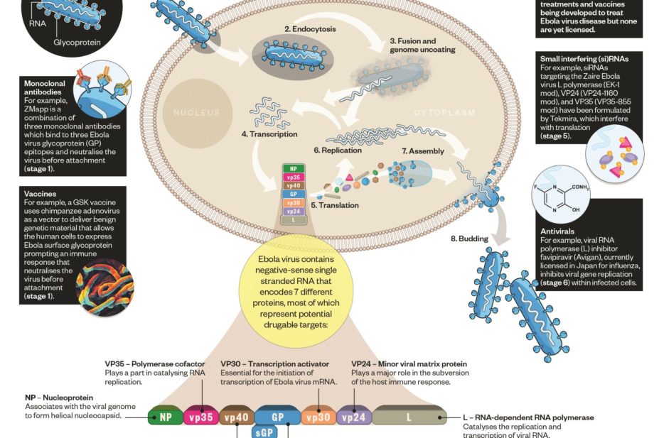 Biology of the Ebola virus