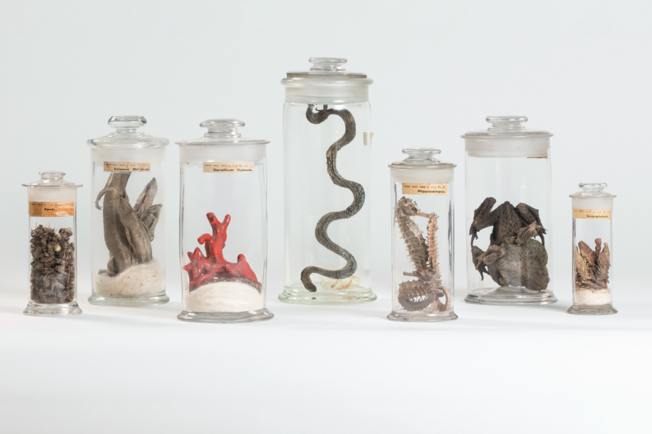 The collection put together by the apothecary John Burges (1745-1807) includes (from left) bees, sea skinks, red coral, viper, seahorses, toads and scorpions