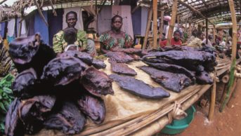 Bushmeat market in Africa. A separate Ebola outbreak in a rural region of the Democratic Republic of Congo in August 2014 was thought to have originated in a woman returning from an animal market, was identified and dealt with rapidly