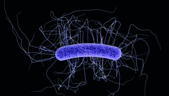 Illustration of Clostridium difficile