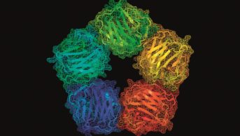 Molecular model of C-reactive protein