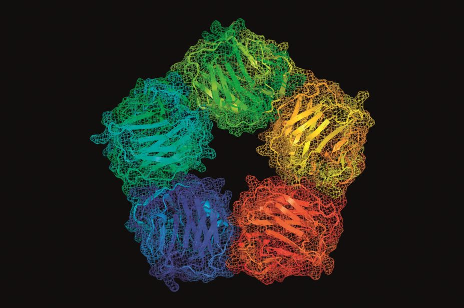 Molecular model of C-reactive protein