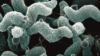Scanning electron micrograph of the Campylobacter bacteria