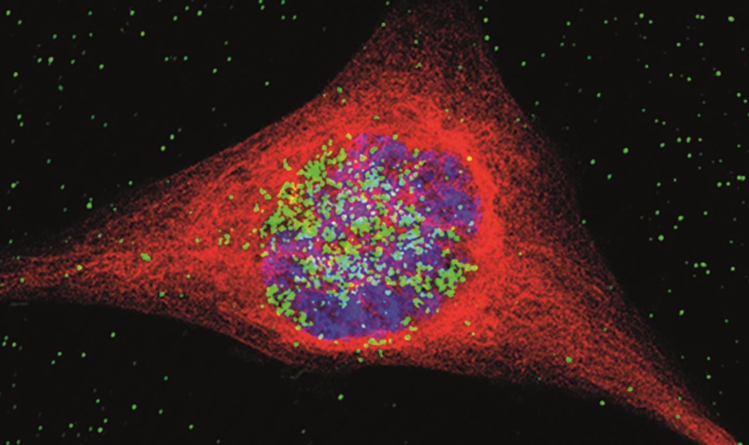 Scientists develop gold nanoparticles to deliver cisplatin - The ...