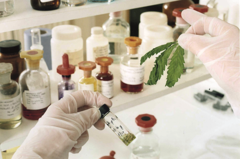 A laboratory analysis of GW Pharmaceuticals' cannabis samples