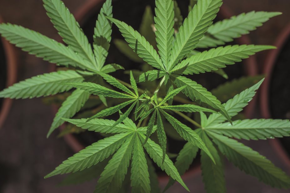Treatment with cannabidiol, an extract of marijuana, reduces seizure frequency for patients with certain epilepsy conditions, new research suggests. In the image, a cannabis plant