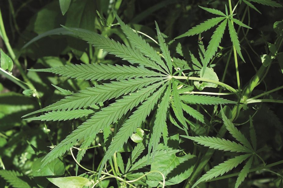 Cannabis plant marijuana
