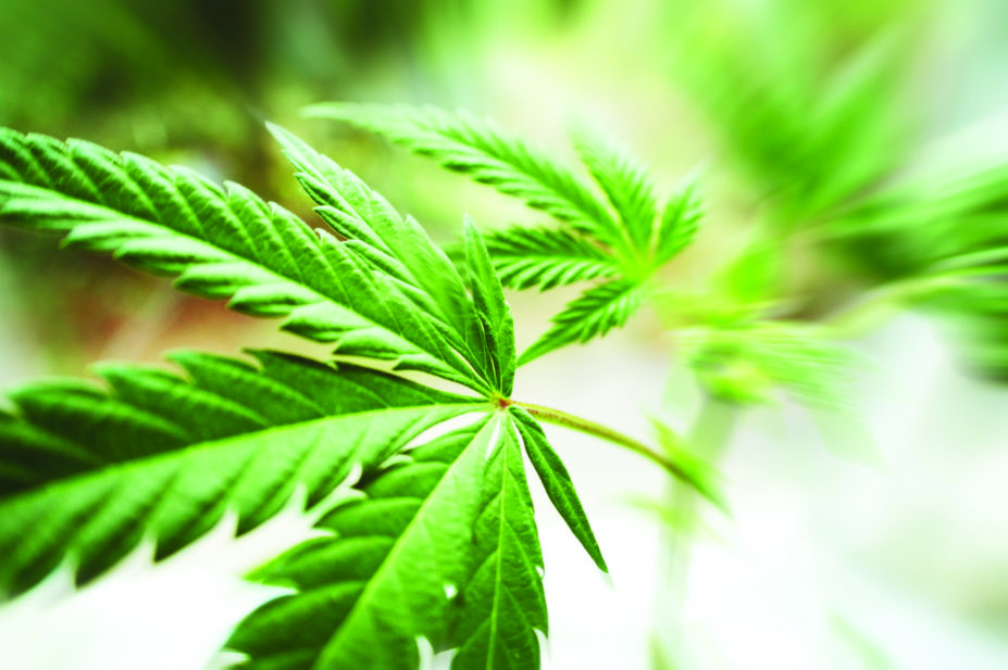 high quality cannabis plant