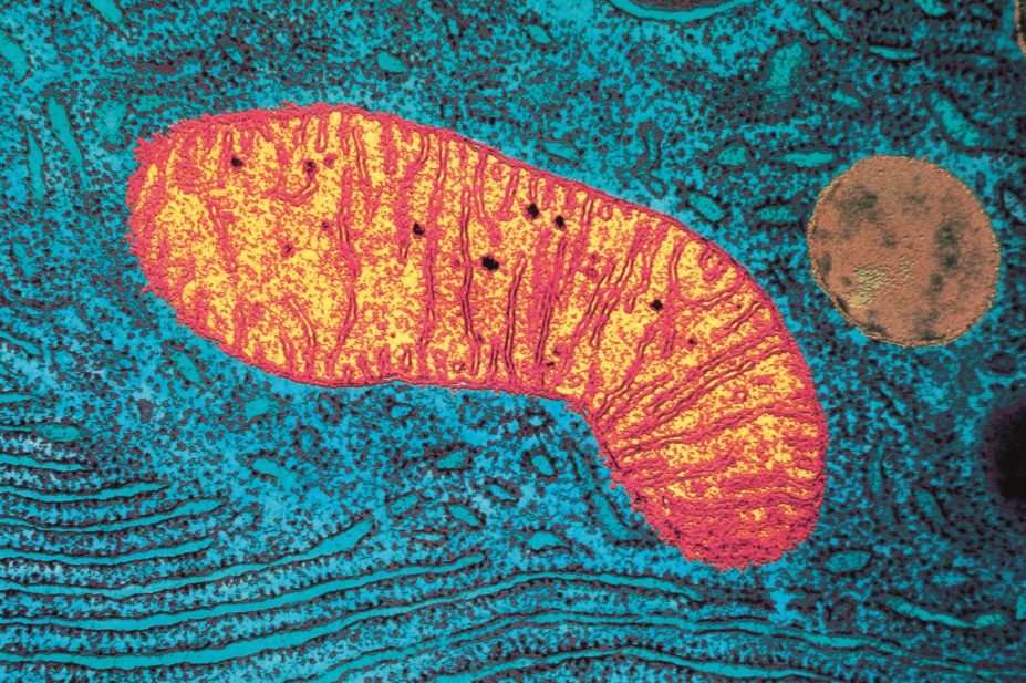 Researchers suspect that statins disrupt muscle mitochondria function, a possible mode of action of how they cause muscle toxicity. In the image, micrograph of mitochondrion
