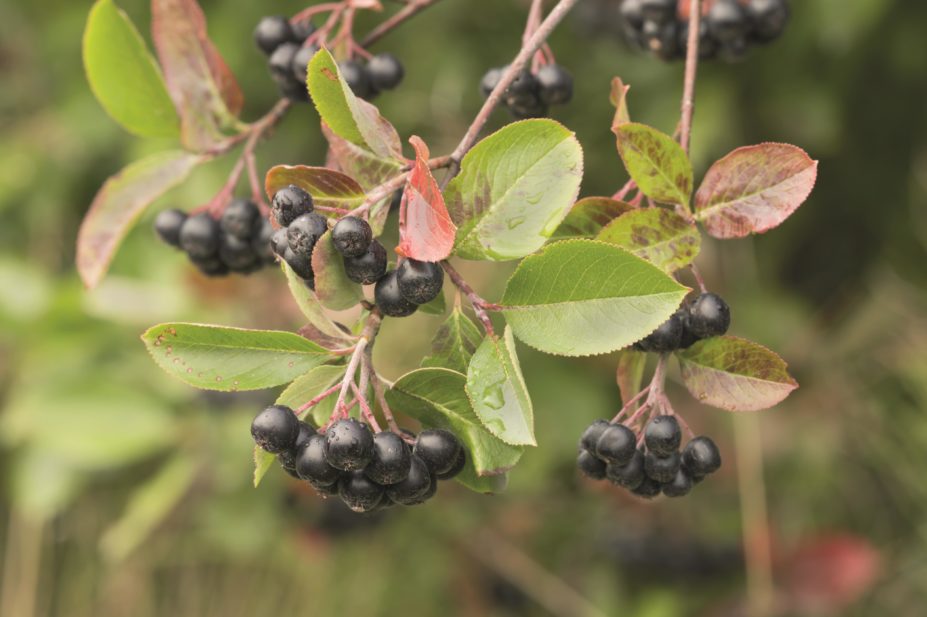 Chokeberry (aronia) could be effective against pancreatic cancer, study suggests