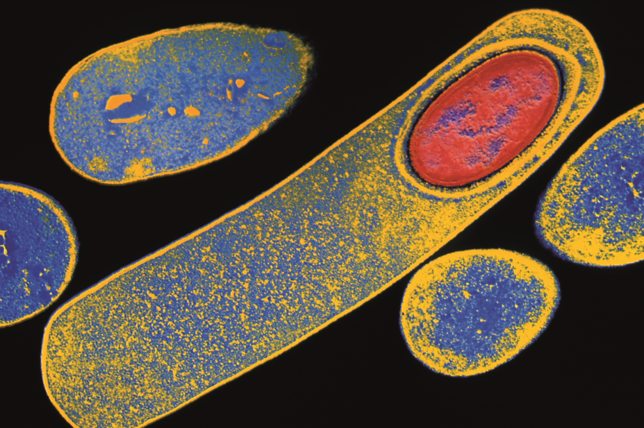 Micrograph of Clostridium difficile bacteria