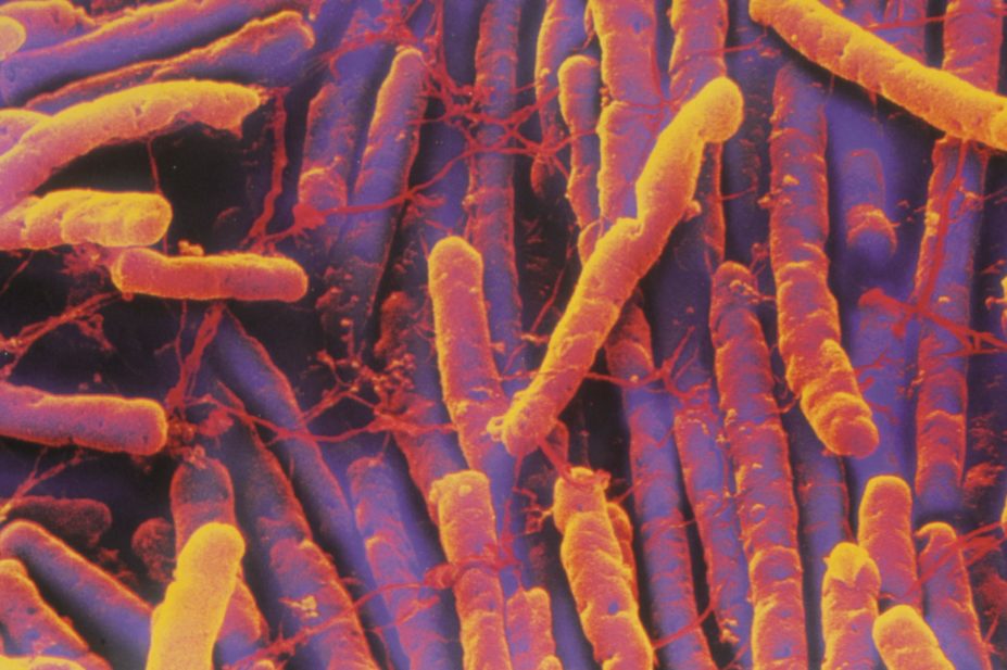 Faecal microbiota transplantation (FMT) shows high cure rates for Clostridium difficile infection (CDI),pictured, or infectious diarrhoea