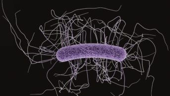 Acid suppression medication is associated with Clostridium difficile infection (CDI) among infants and children up to 17 years old in an outpatient setting, researchers find. In the image, medical illustration of clostridium difficile