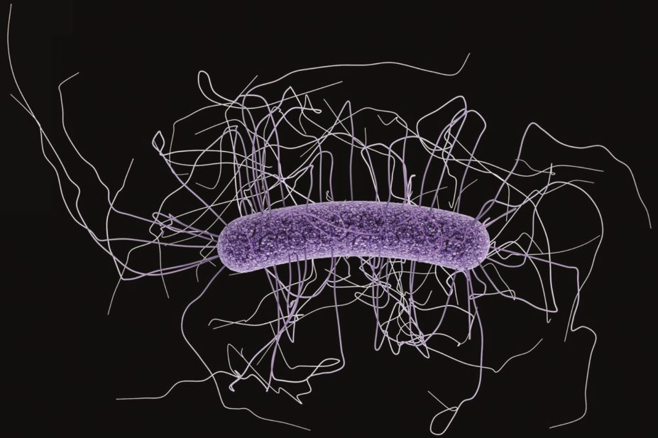 Acid suppression medication is associated with Clostridium difficile infection (CDI) among infants and children up to 17 years old in an outpatient setting, researchers find. In the image, medical illustration of clostridium difficile