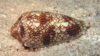 Researchers in Australia have modified peptides from cone snails (pictured) to provide a potential for relief to patients with hard-to-treat neuropathic pain