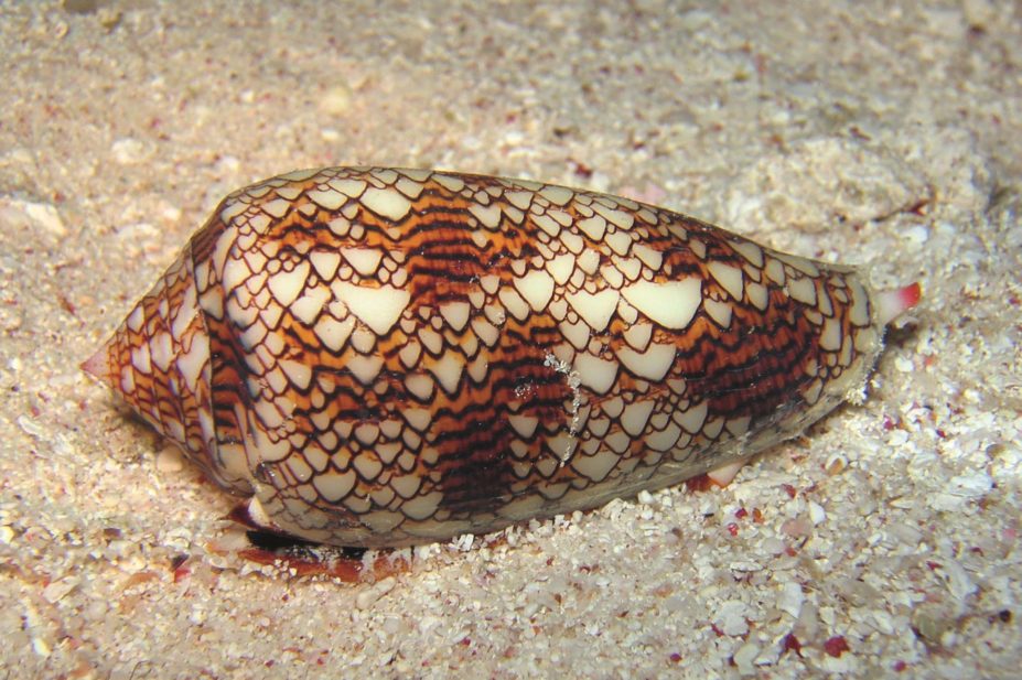 Researchers in Australia have modified peptides from cone snails (pictured) to provide a potential for relief to patients with hard-to-treat neuropathic pain