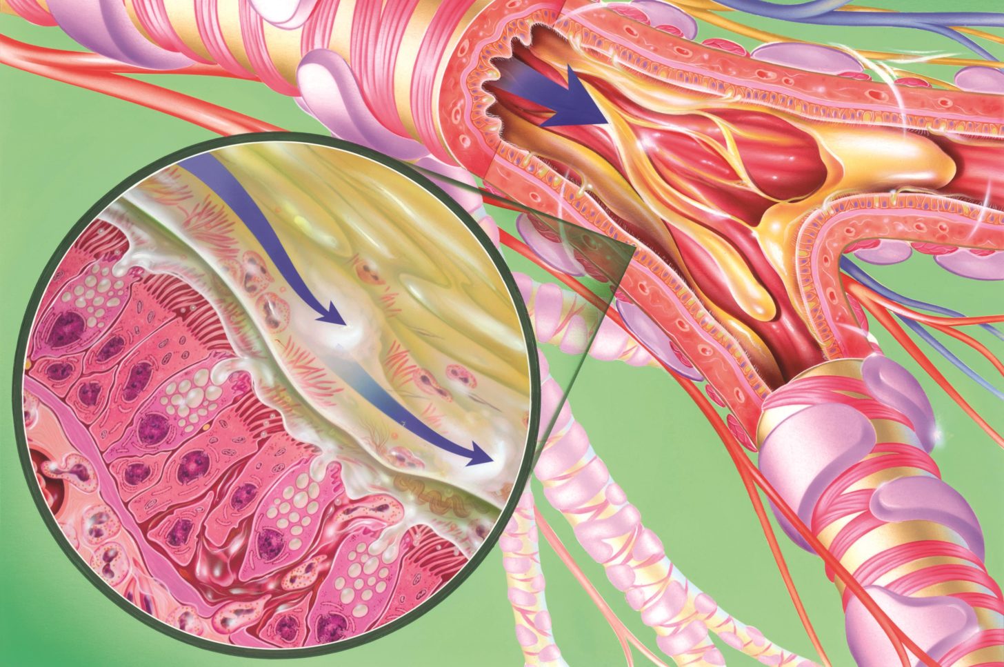 Chronic Obstructive Airway Disease Means