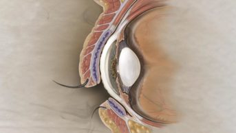 Illustration of the cross section of the eye