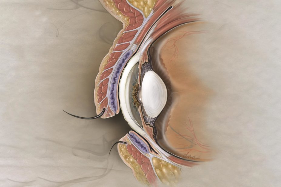 Illustration of the cross section of the eye