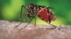 The first vaccine to prevent dengue fever has been approved for use in Mexico, the country’s drugs regulator has announced. In the image, close-up of the Aedes aegypti mosquito, responsible for transmitting dengue fever