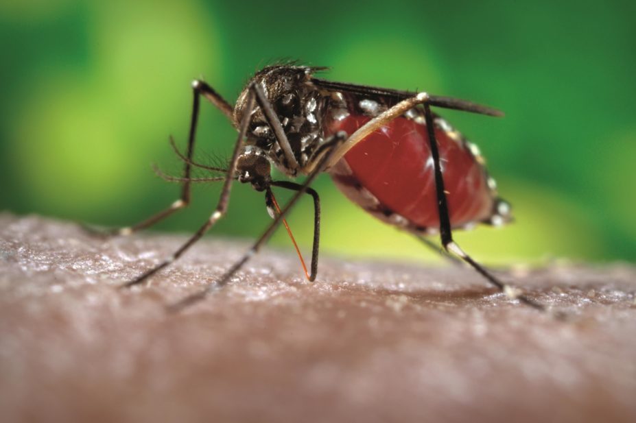 The first vaccine to prevent dengue fever has been approved for use in Mexico, the country’s drugs regulator has announced. In the image, close-up of the Aedes aegypti mosquito, responsible for transmitting dengue fever