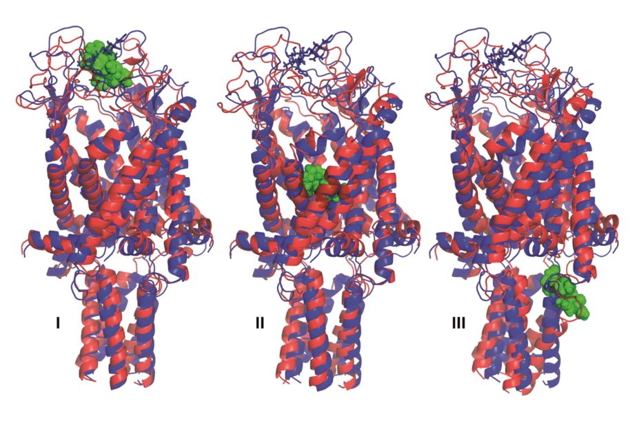 Dihydrostreptomycin (green) going through the MscL channel pore in 3 panels