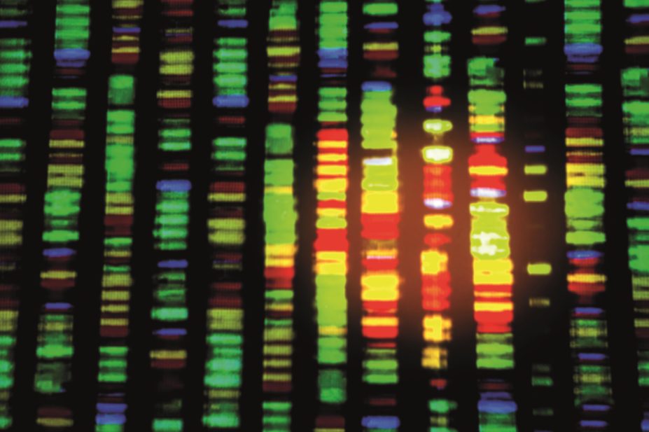 Patients with high and intermediate genetic risk for coronary heart disease benefit more from statin therapy than patients at low genetic risk, researchers have shown.