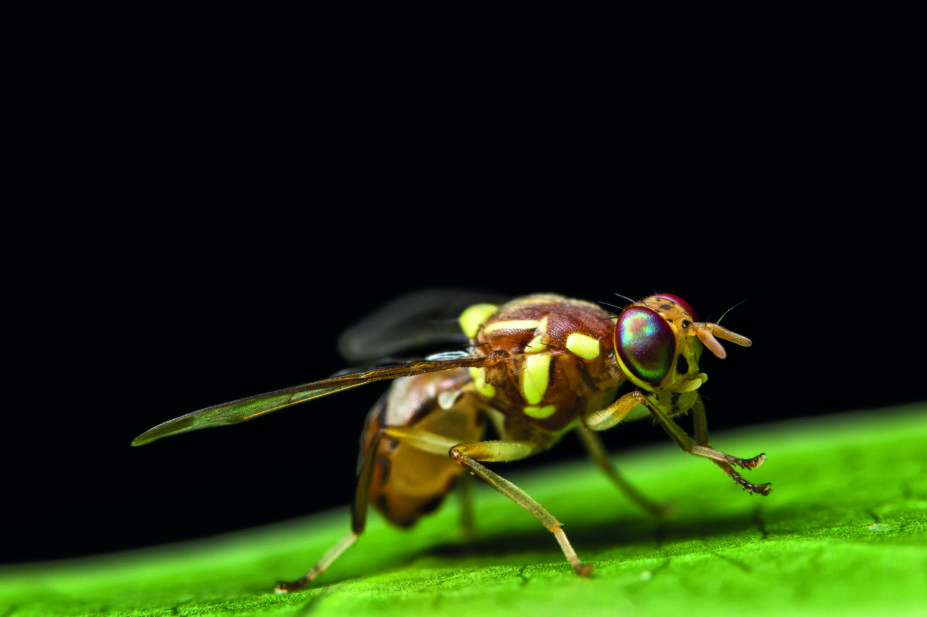Close up of a fruit fly (Drosophila melanogaster)