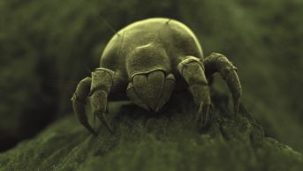 Close up of a dust mite